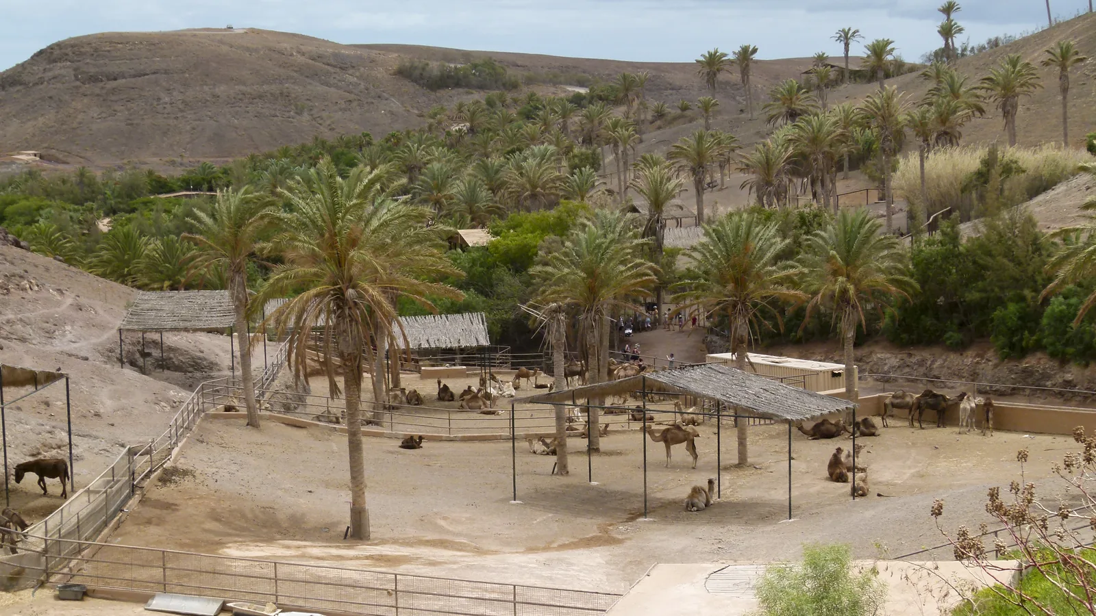 Recinto de dromedarios de Oasis Park (La Lajita, Fuerteventura) en 2011: dromedarios tumbados a la sombra de cobertizos de palma entre palmeras datileras, con las lomas áridas del barranco al fondo